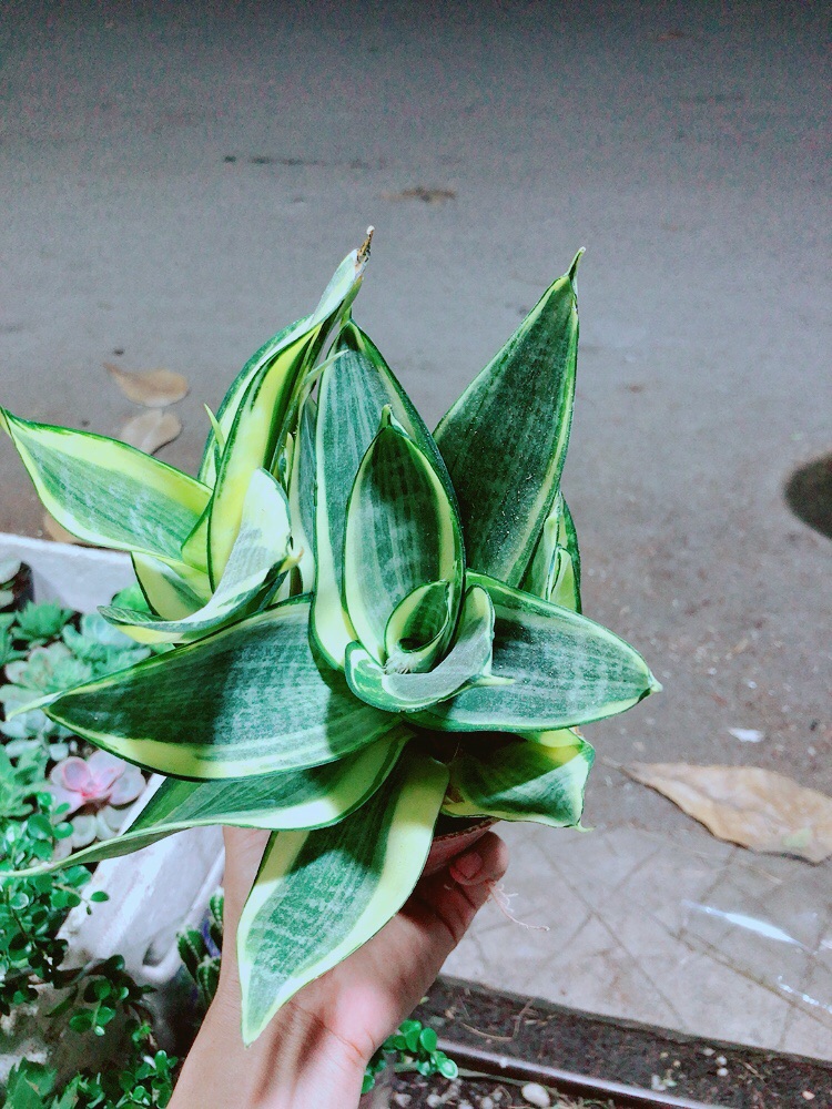 [HCM]Lưỡi Hổ Thái Vàng