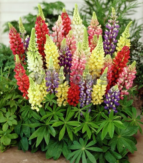 "gói 50 hạt " hạt giống hoa đậu lupin mix màu