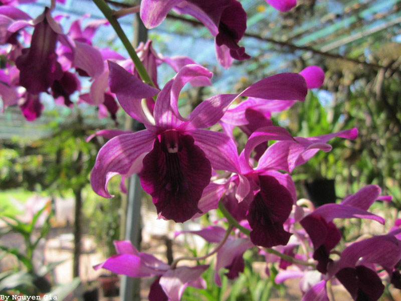 Dendro nắng Lưỡi Bò Tím - Cây tơ sắp cho hoa