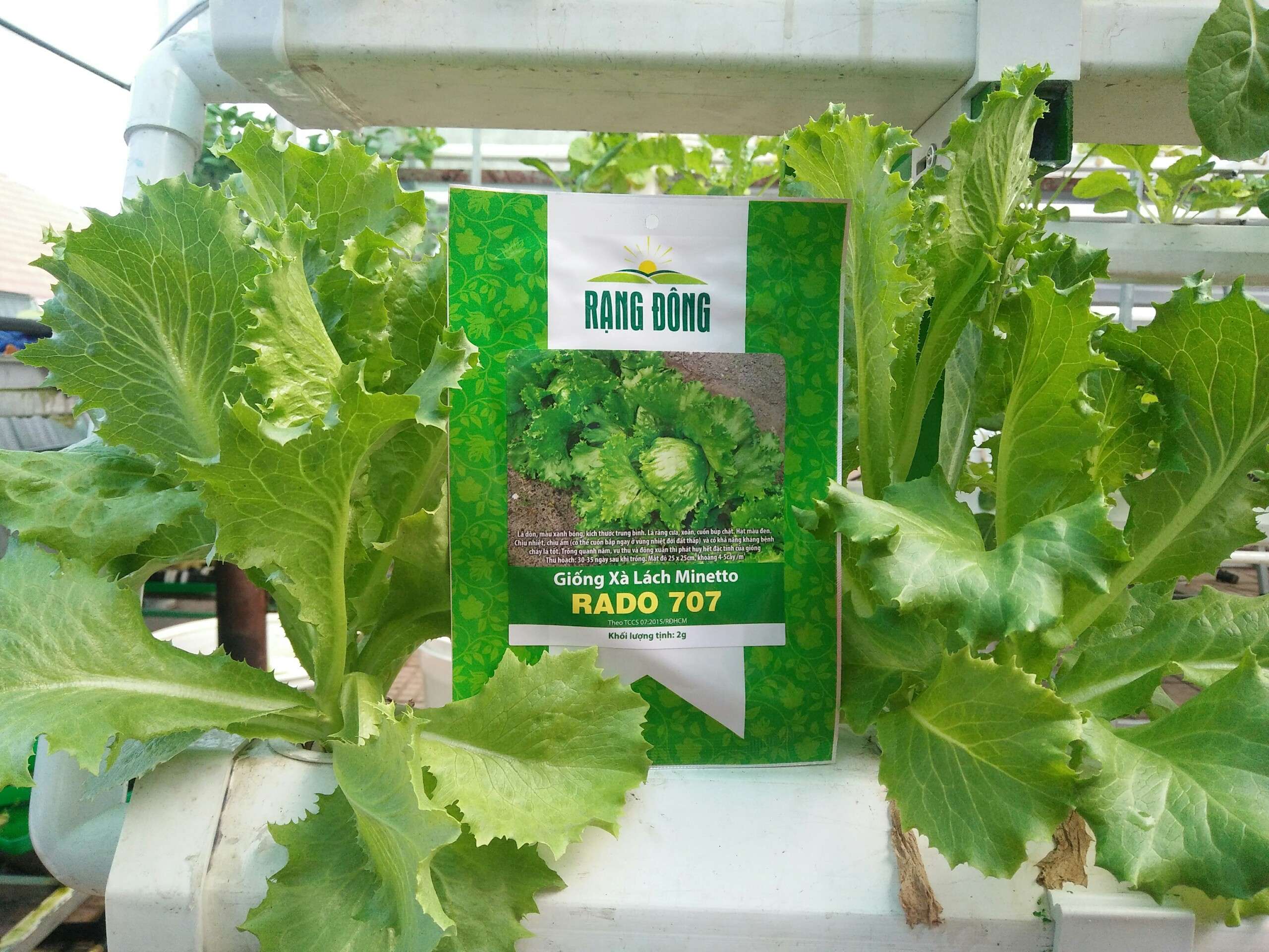 Hạt giống xà lách minetto gói 2gr - rado 707