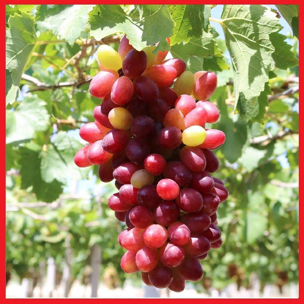2 cây giống nho Ninh Thuận - C015