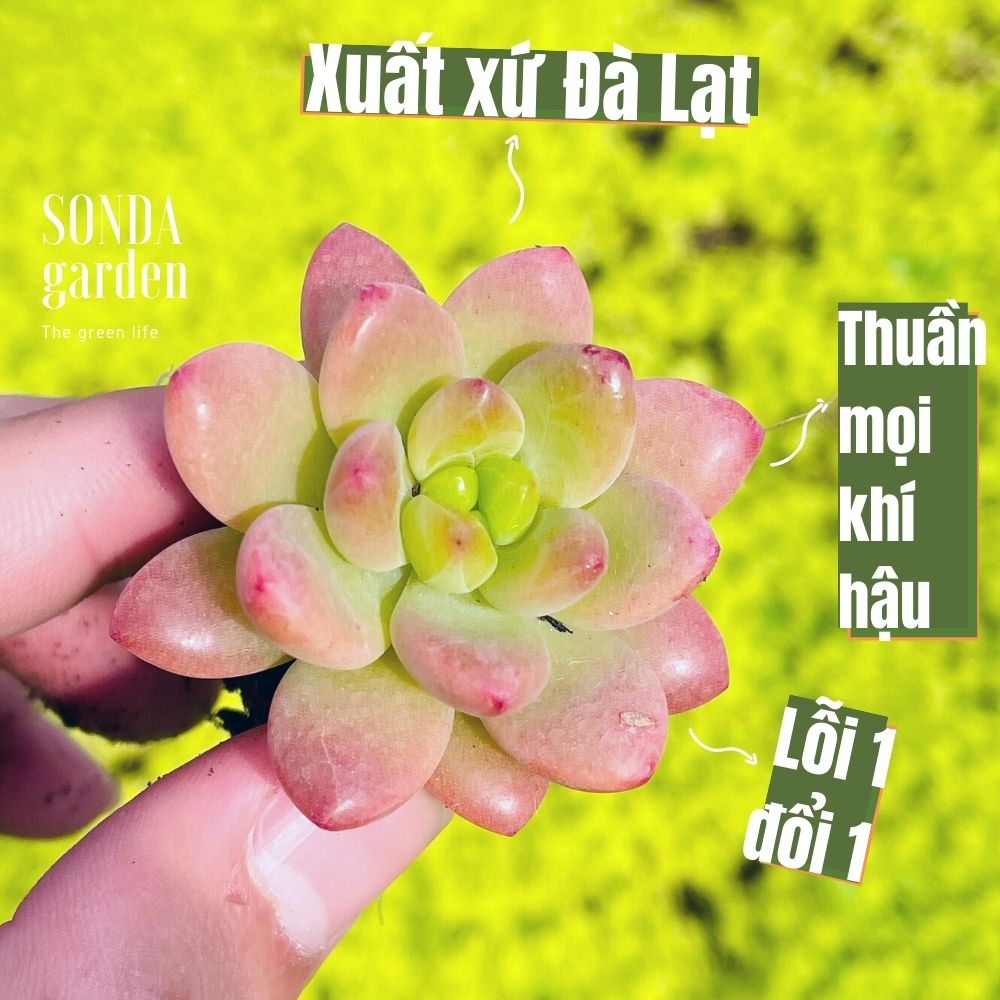 Sen đá sỏi thiên thanh size mini siêu cute lỗi 1 đổi 1