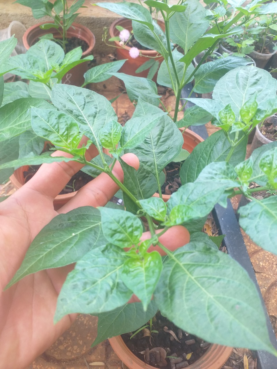 Cây Ớt Biquinho (ớt trái tim), cây giống đang hoa, trái