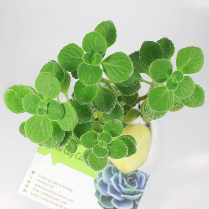 Cây nhất mạt hương (cây sen thơm)