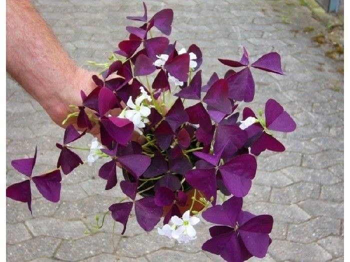Comho 20 củ giống hoa bướm đêm