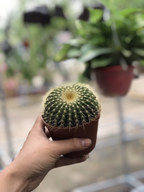 Cây Xương Rồng Bóng Vàng Size 8Cm