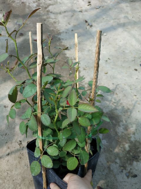 Hồng ngoại Tezza lùn (hồng bụi)