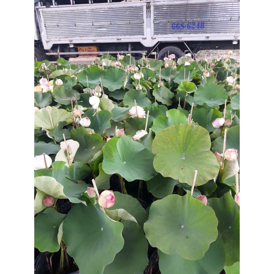 Chậu cây hoa sen Thái Juwaba đang nụ hoa