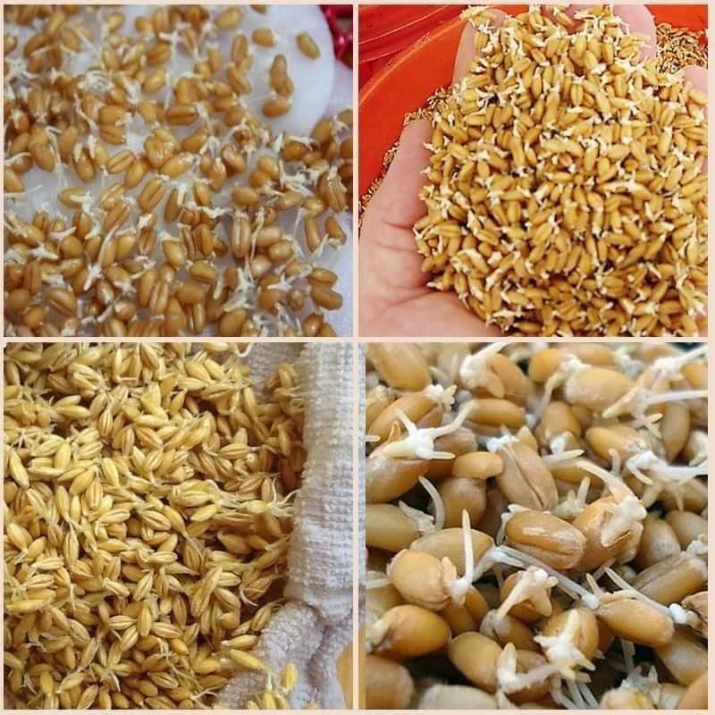 Hạt giống cỏ lúa mì cho chim ( cỏ lúa mỳ cho thú cưng )( gói20gr )