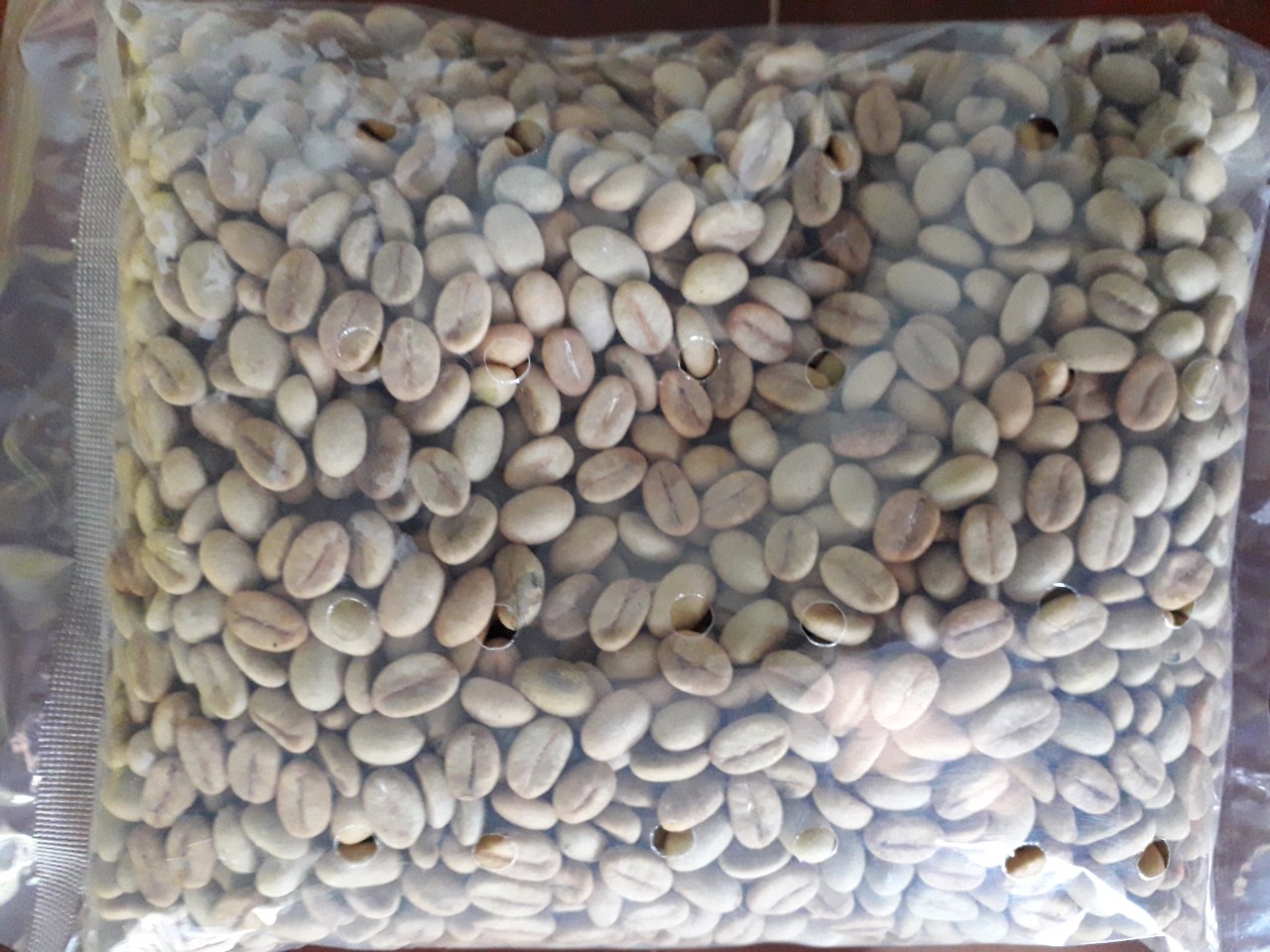 1 KG Hạt giống Cây Cà Phê TR4 [ hạt tuyển chọn, tỷ lệ nảy mầm cao ]