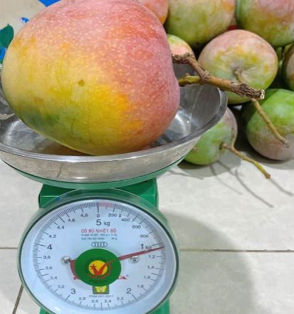 02 cây giống Xoài Úc chuẩn giống