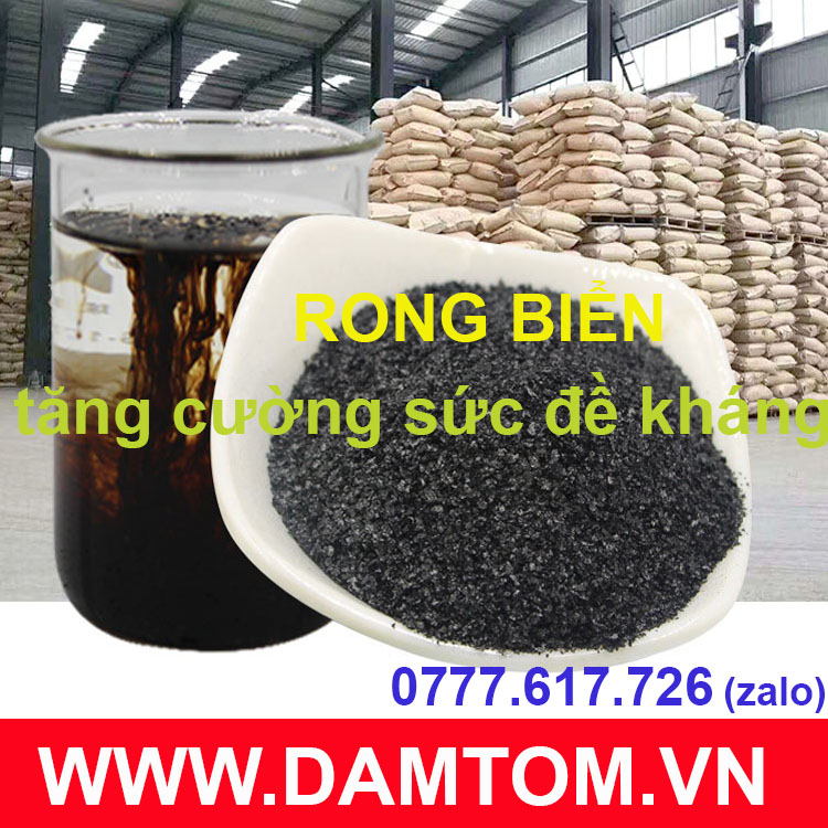 Bột rong biển (Seaweed extract powder) dạng bột, vảy tan 100% (gói 500g)