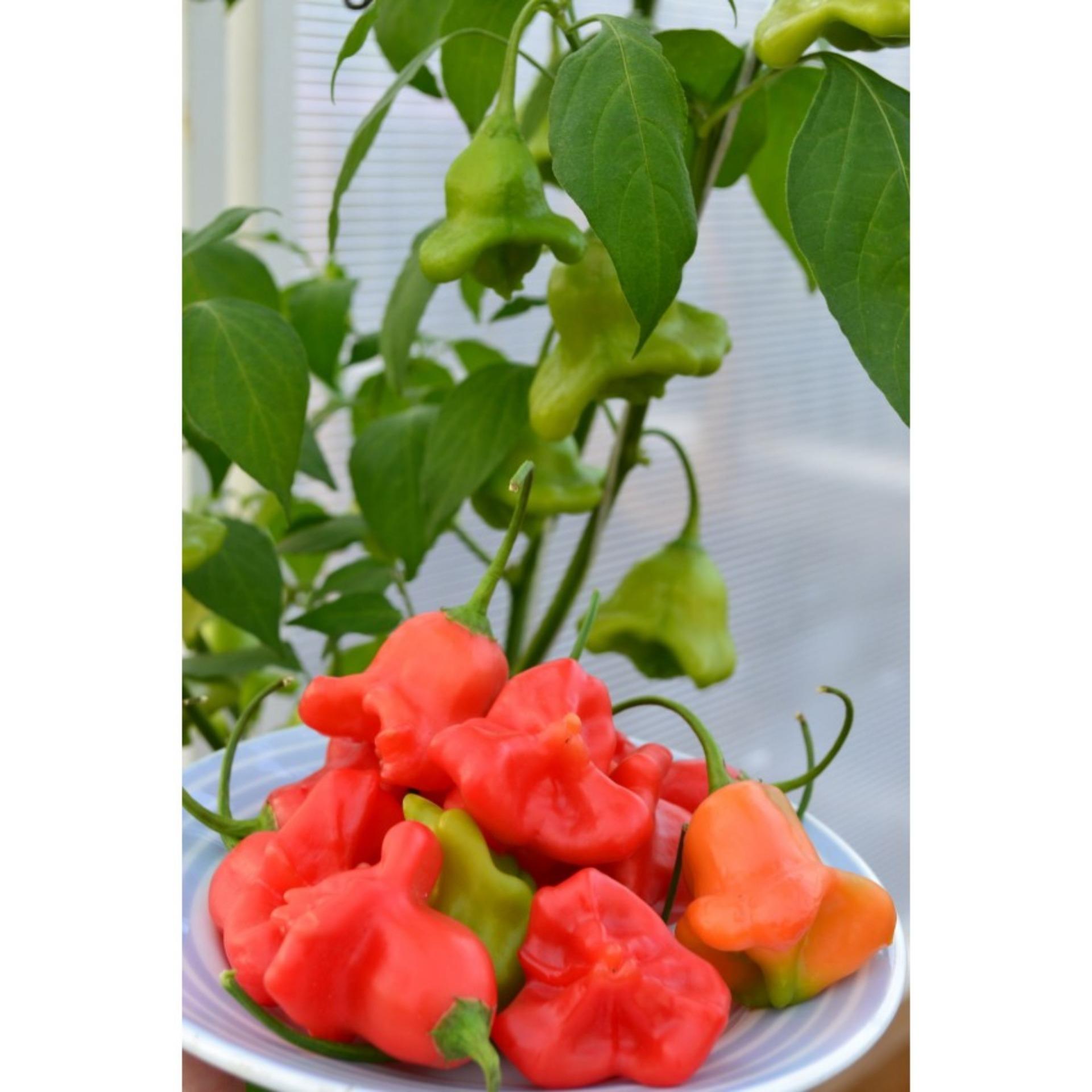 30 Hạt giống Ớt hoa hồng (tặng Kích nẩy mầm, Hướng dẫn ươm)