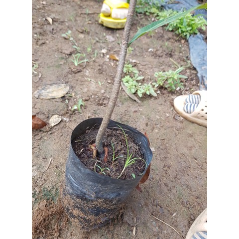 Com bo 10 cây mai vang quấn rễ cao 30-50cm