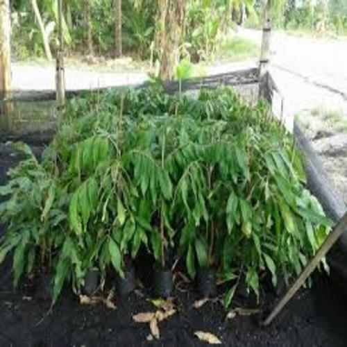 cây giống nhãn hạt lép thái lan - cây ăn quả