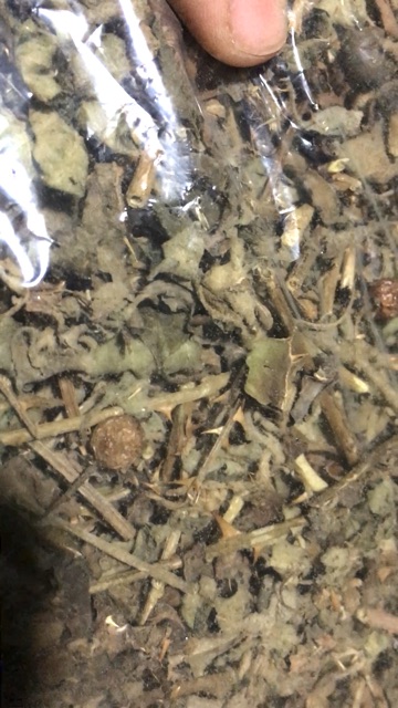 Cao cà gai leo quảng trị