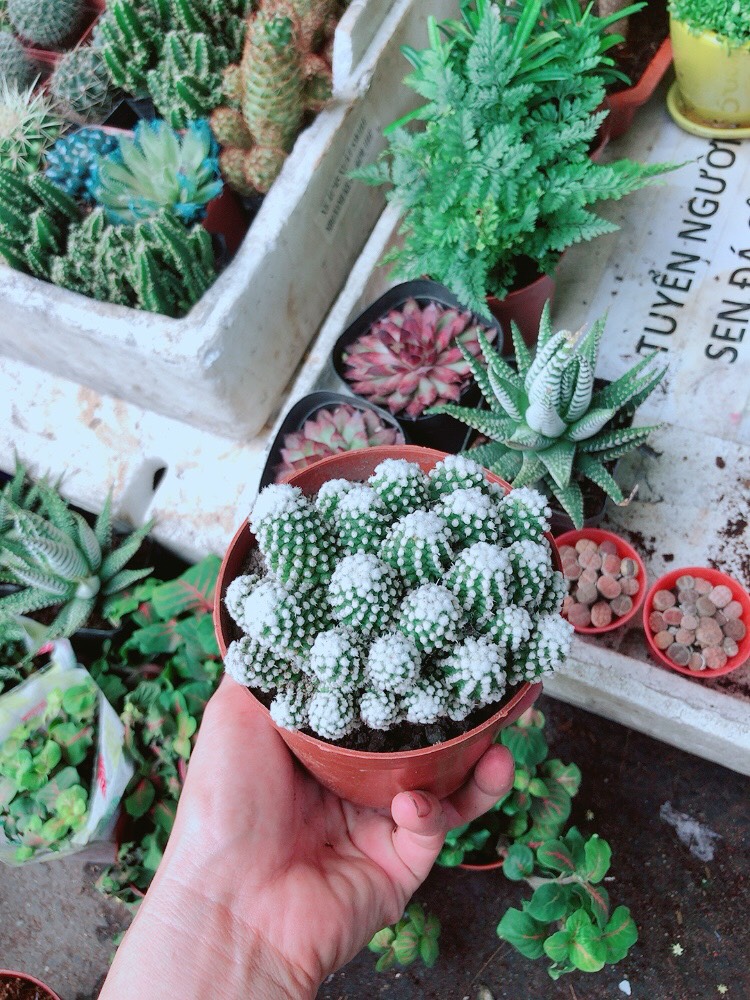 Xương Rồng Bụi Tuyết