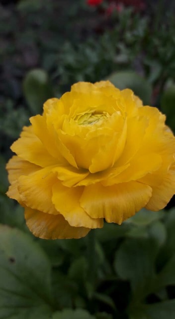 Củ hoa mao lương