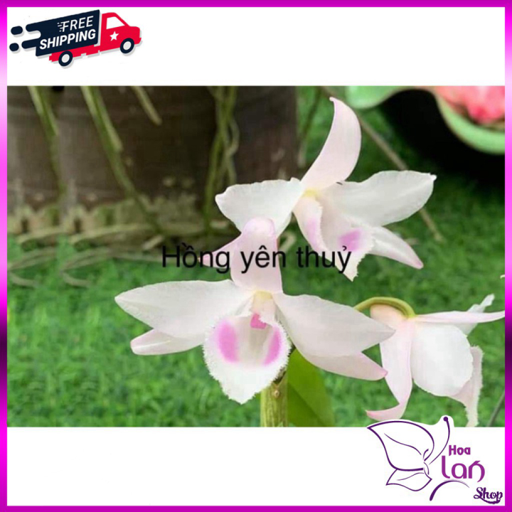 Phi Điệp  *Mua 3 Tặng 1* Hồng Yên Thủy [ Cây Giống ]