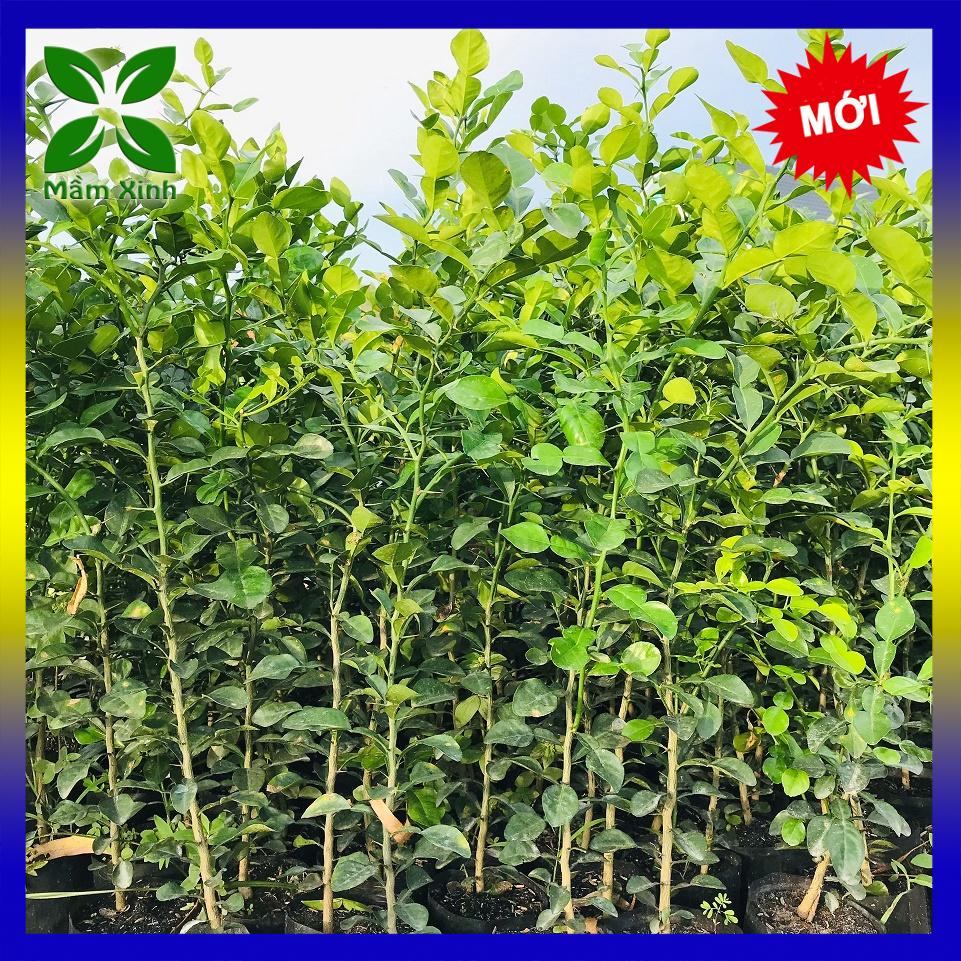 Cây chúc giống an giang, cây chanh thái 1 năm tuổi cao 50-60cmmầm xinh