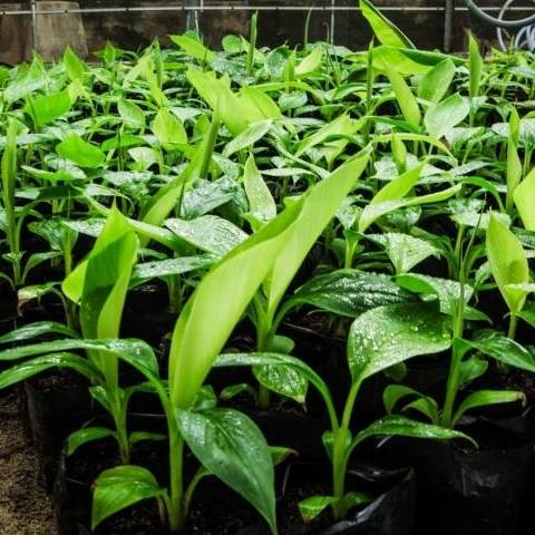 CÂY GIỐNG CHUỐI TÍM CẤY MÔ F1 ( GIỐNG CHUẨN)