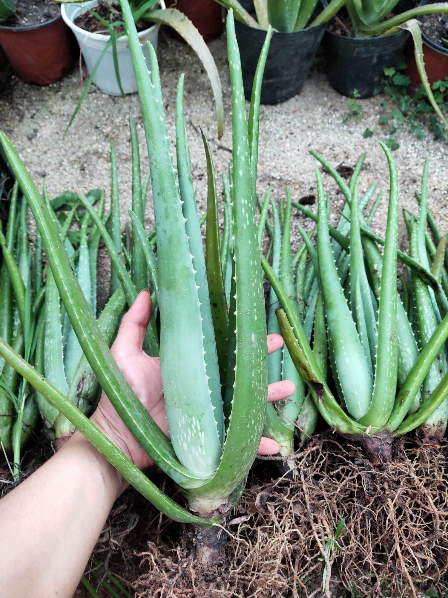 5 Cây nha đam mỹ bẹ siêu to đẹp