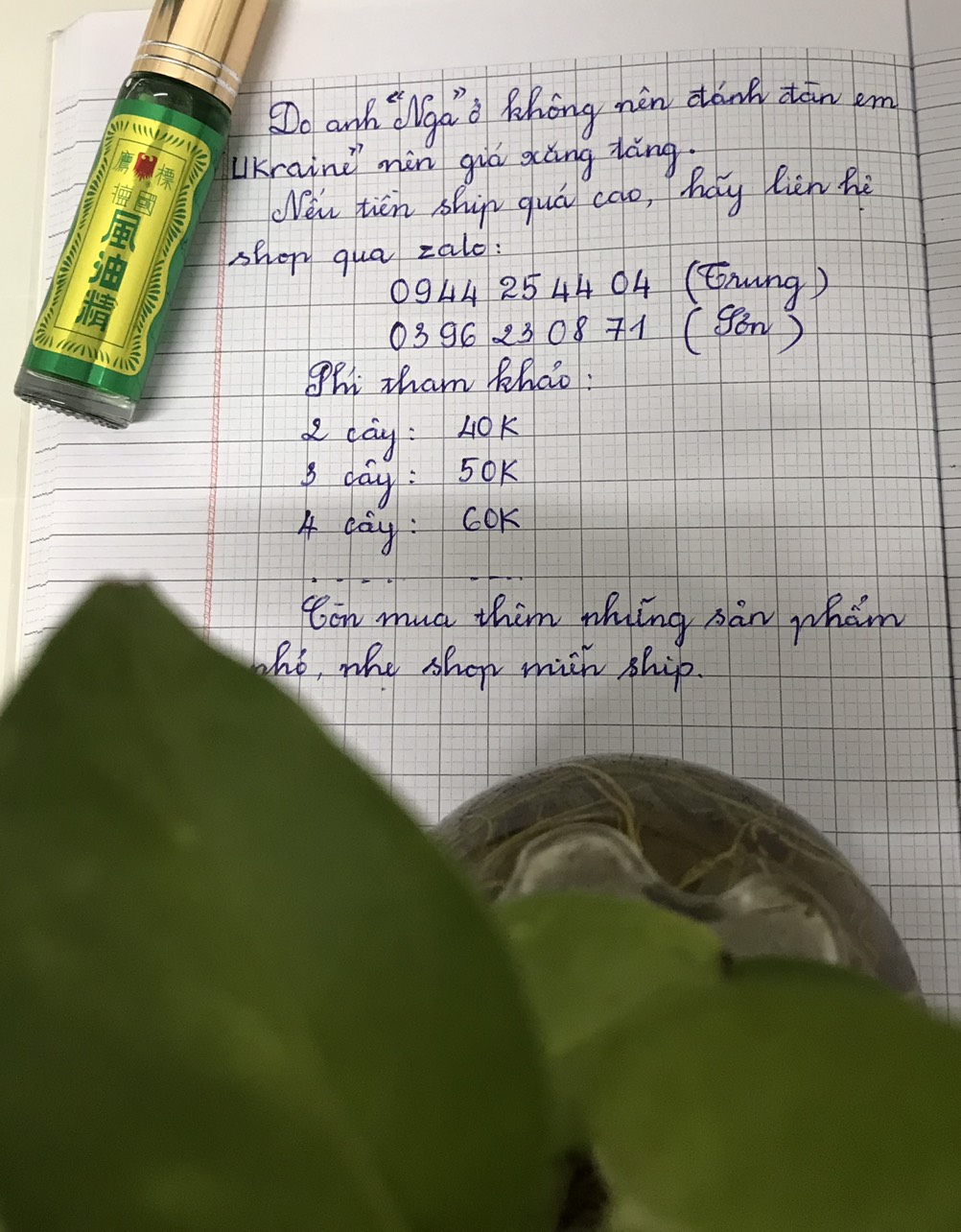 Cây cần thăng bonsai mini