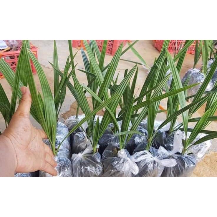 CÂY GIỐNG CHÀ LÀ SIÊU LÙN( SIÊU SỚM TRÁI TO NGỌT)