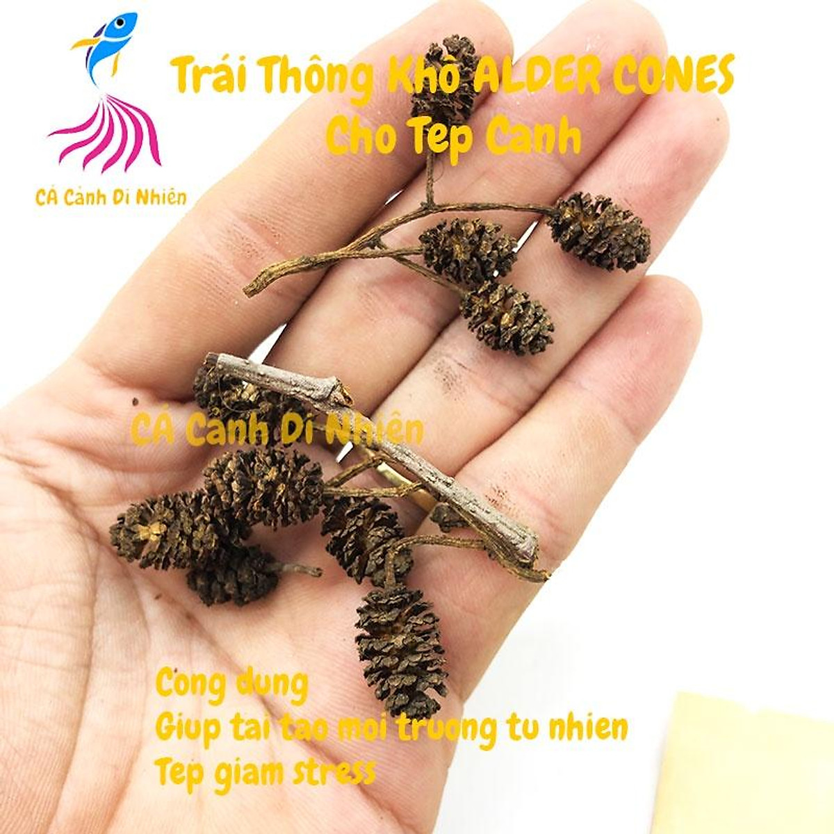 Trái Thông Khô ALDER CONES Erlenzaphen cho tép cảnh hồ cá thủy sinh 1 quả