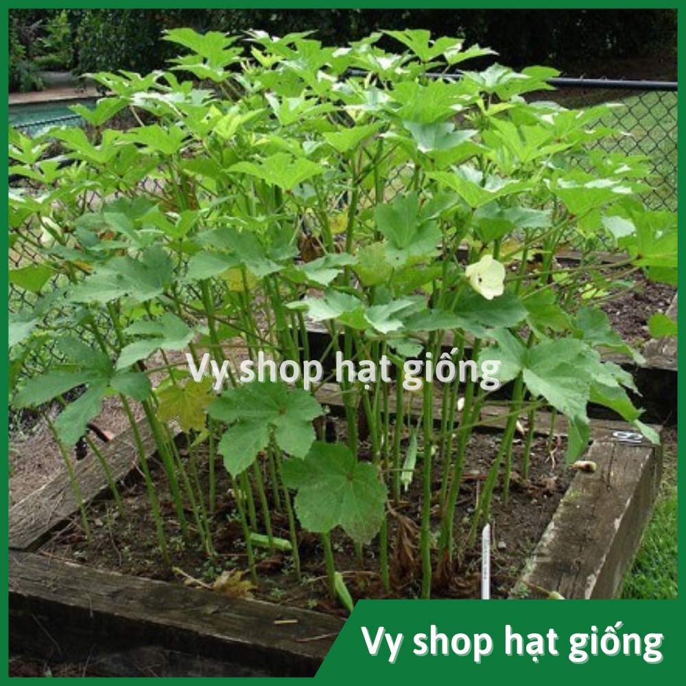 Hạt giống đậu bắp xanh Thái Lan gói 75 hạt