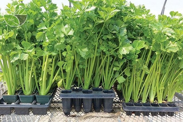 5GR_HẠT GIỐNG RAU CẦN TÂY (SIÊU DỄ TRỒNG)