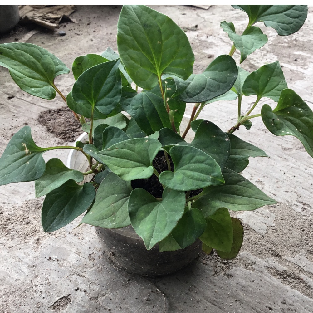 2 bầu rau diếp cá(bầu như hình)