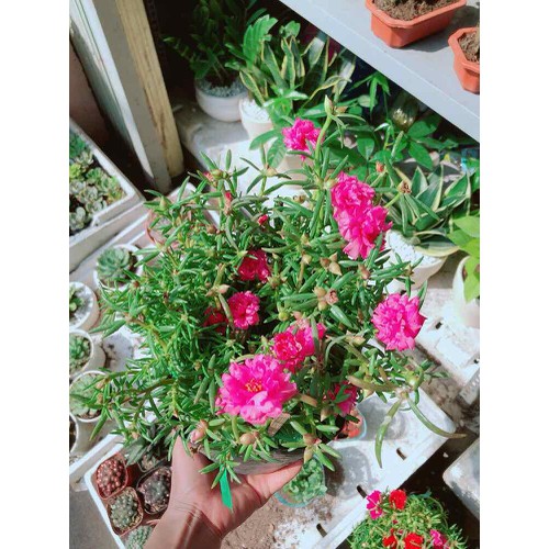 COM BO 2 CHẬU HOA MƯỜI GIỜ GIỐNG
