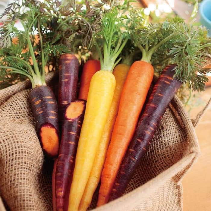 40h Hạt Giống Cà Rốt Mix Màu - TaNe Garden