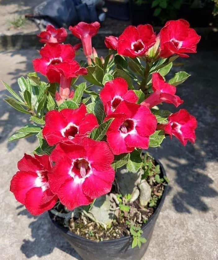 Cây hoa sứ thái màu đỏ ruby giống siêu hoa (gửi cây cỡ ảnh 4)