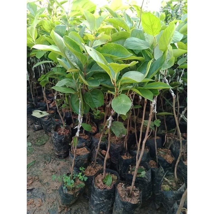 cây giống hồng giòn nhật bản (cây ghép chuẩn giống F1)