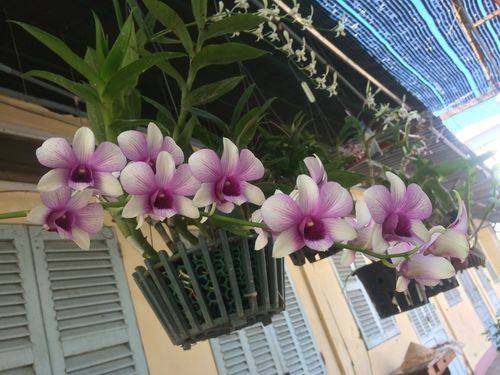 phân trùn quế dạng nén viên cho hoa lan tan chậm vermis
