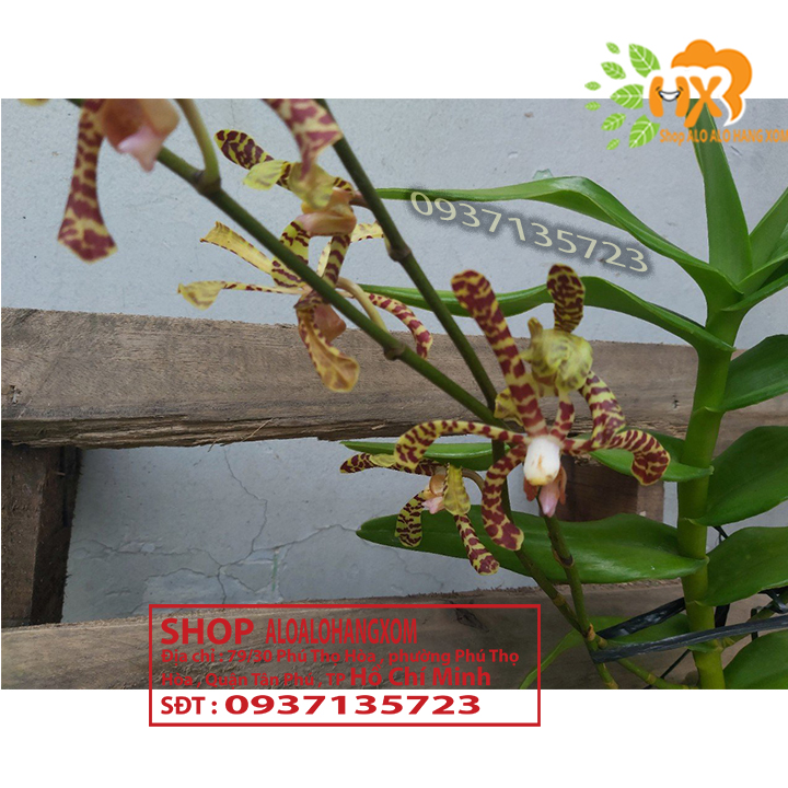 [HCM]CÂY LAN BÒ CẠP RẰN - CÂY CÓ 2 VÒI HOA