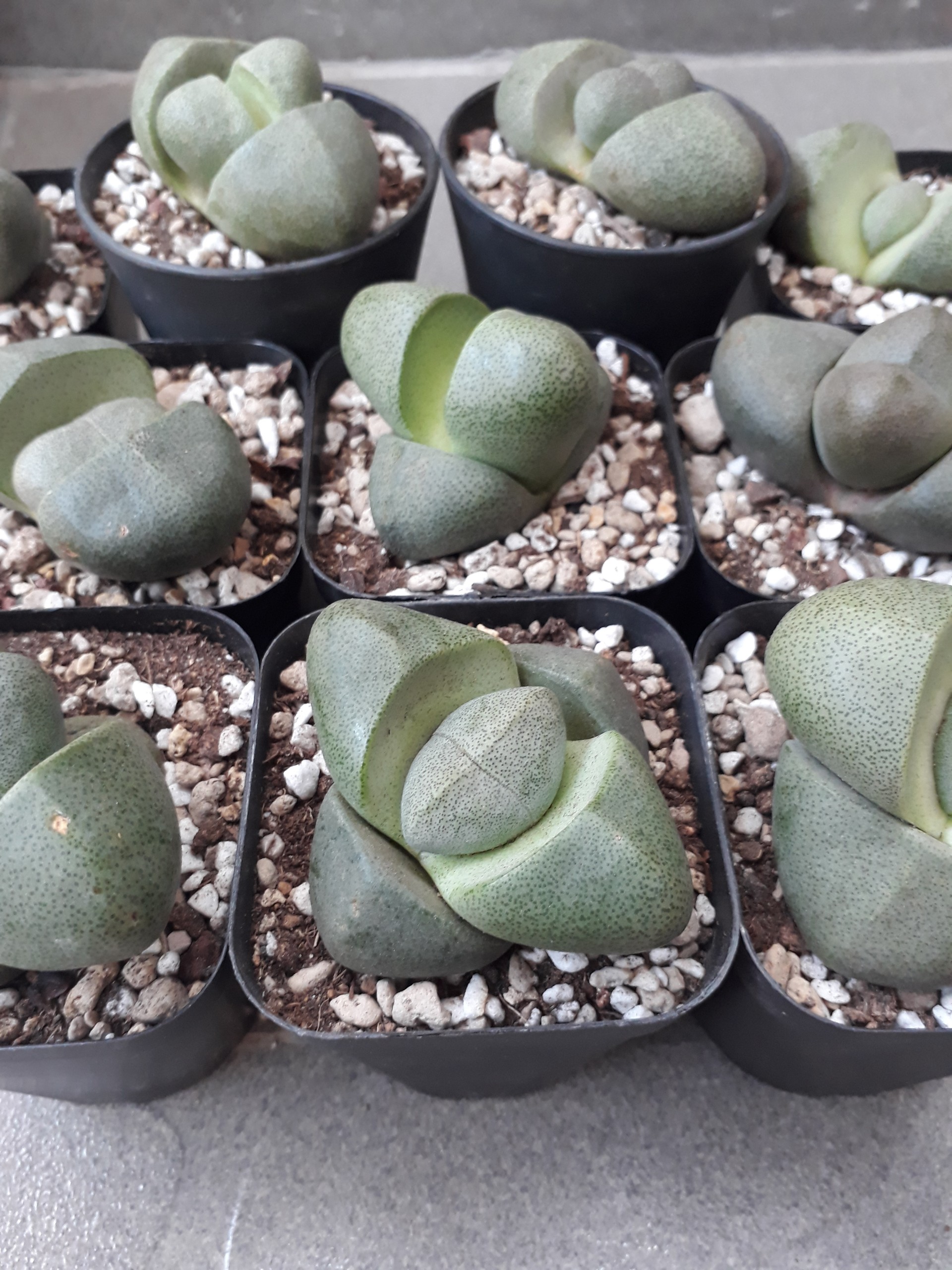 Sen Đá Hột Vịt Lộn Siêu To (Sen Mông/Lithops/Thạch Lan)
