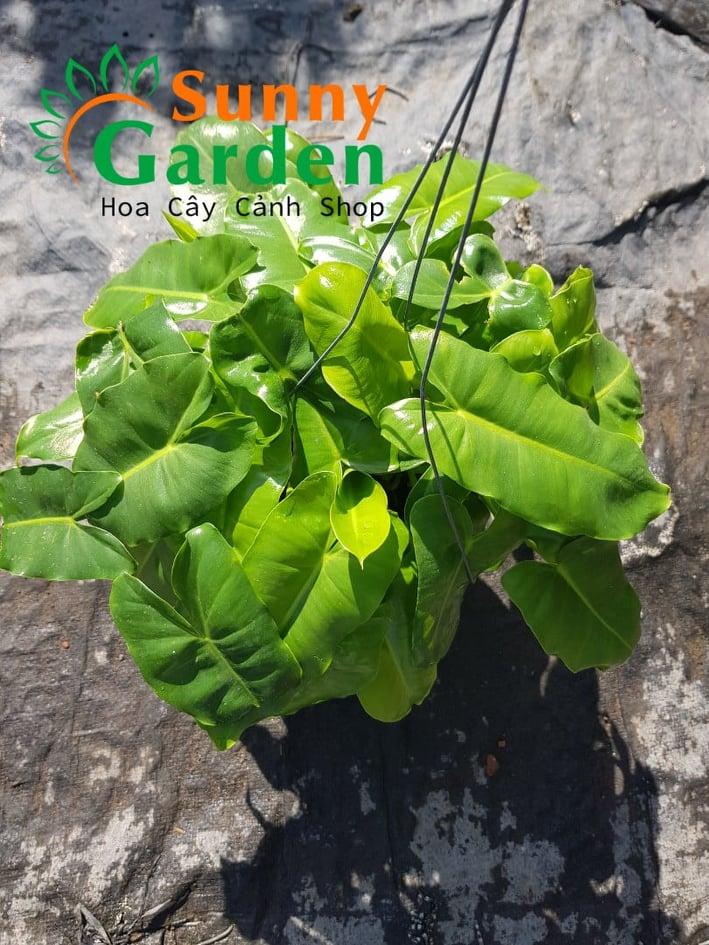 Trầu Bà Tai Phật - Cây Cảnh Chậu Treo