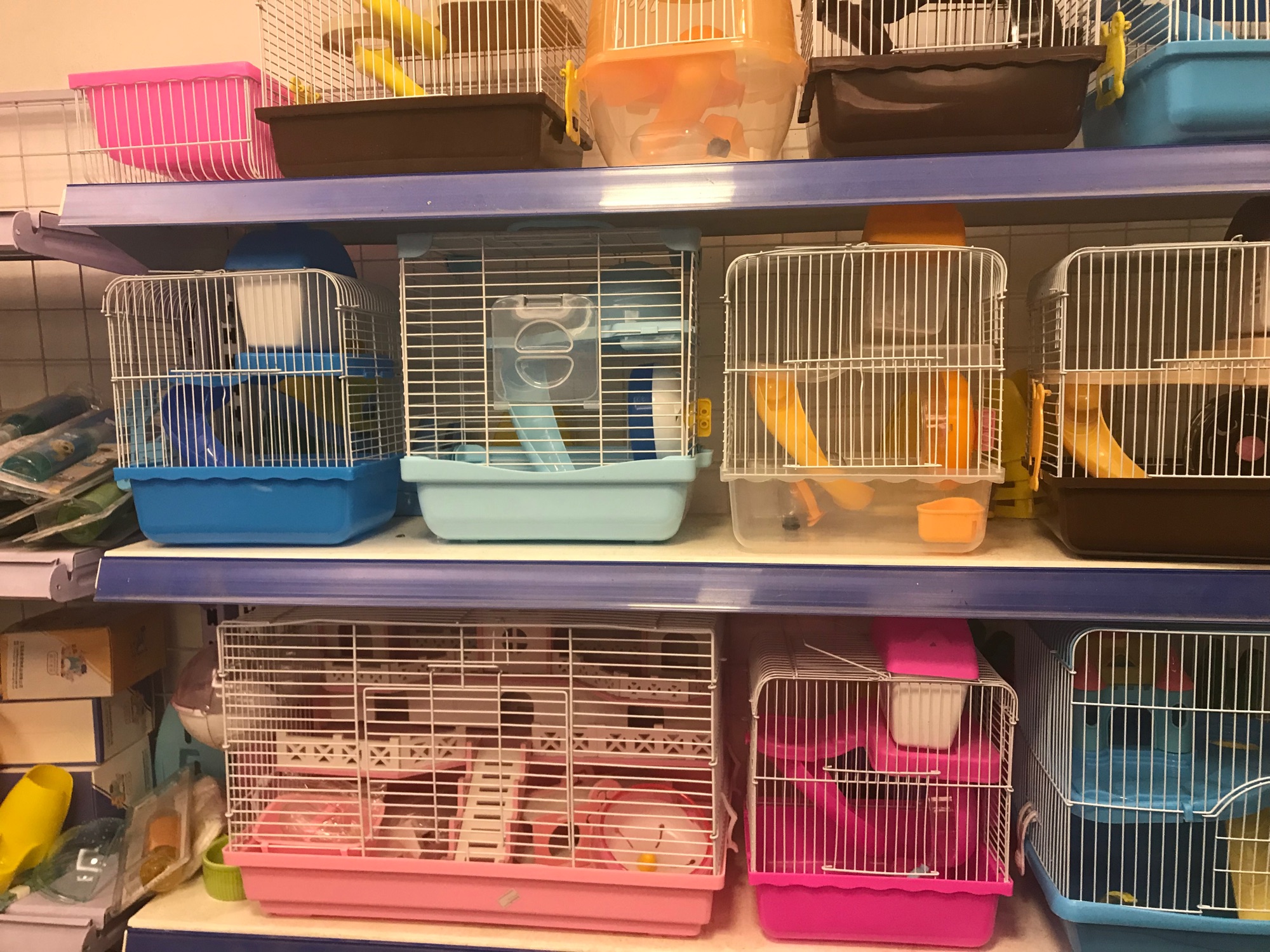Đồ chơi bóng chạy cho hamster 15cm gồm đế.