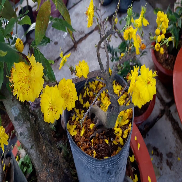 Mai Vàng Đại Lộc Bonsai (Hoa Tết 2022)