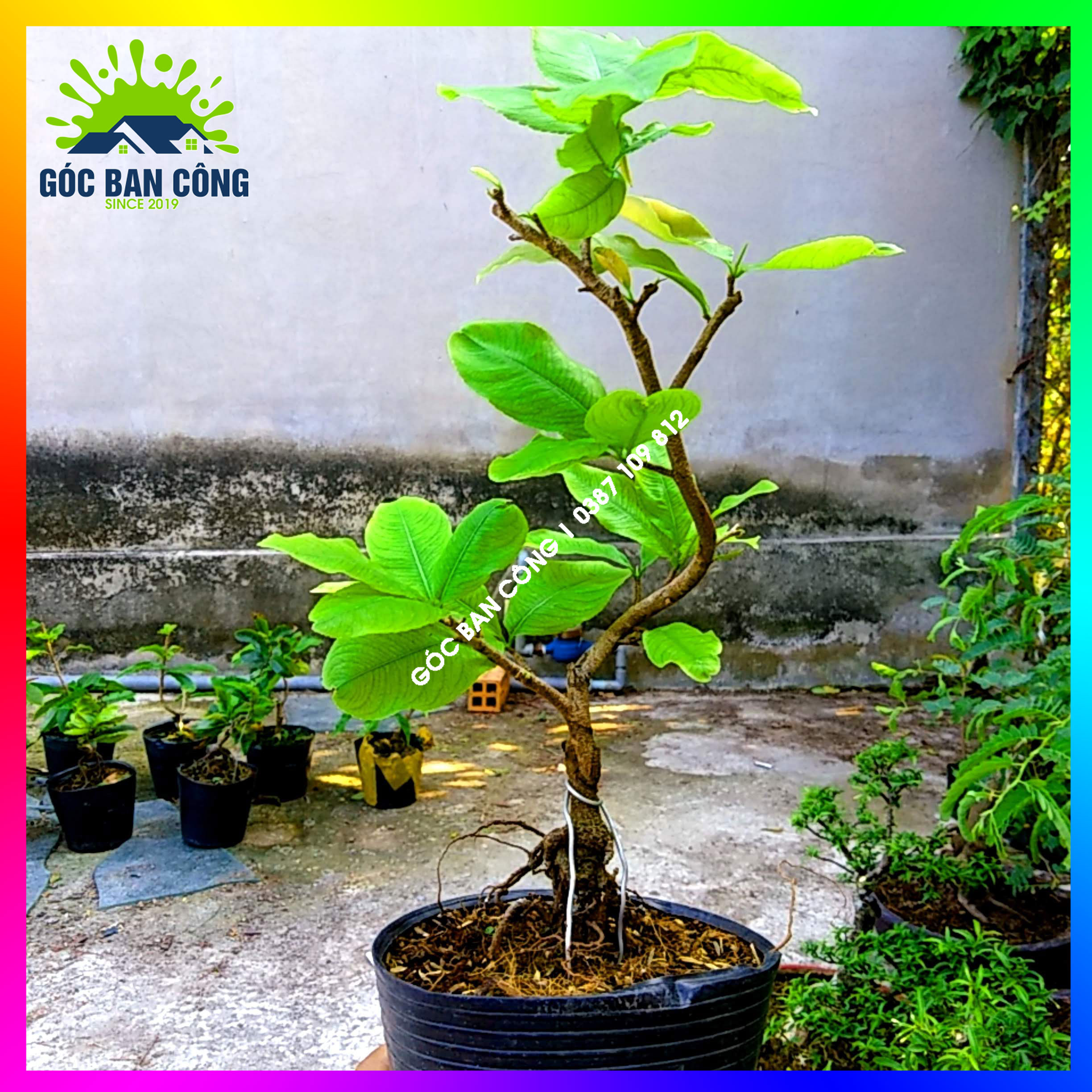 Mai Cúc Bonsai Mini