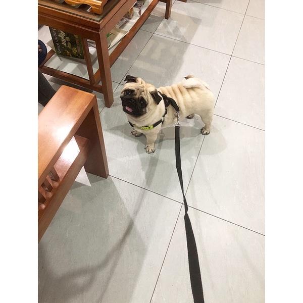 Dây xích chó dây yếm police 😍😍😍💙💙