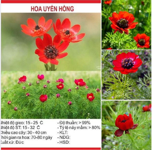 "Gói 100 "Hạt giống hoa Uyển hồng [Seeds]
