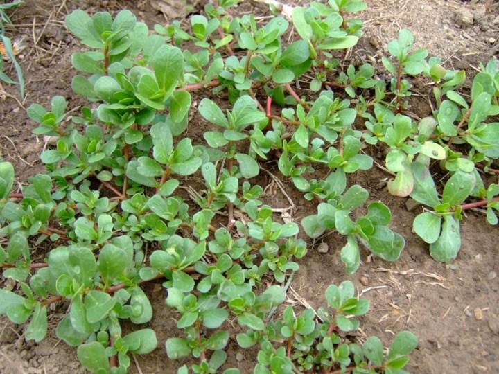 H171- Gói 5gr hạt giống rau sam