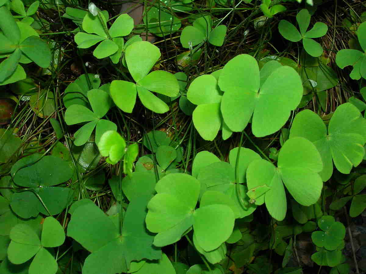 Cây cỏ bợ , cây rau bợ thủy sinh