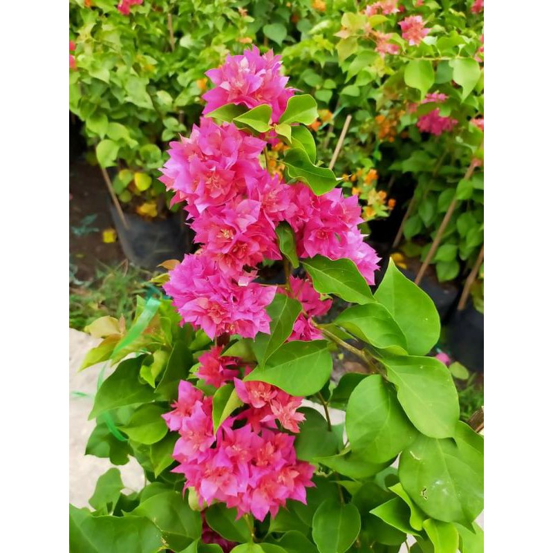 Hoa giấy Thái chùm