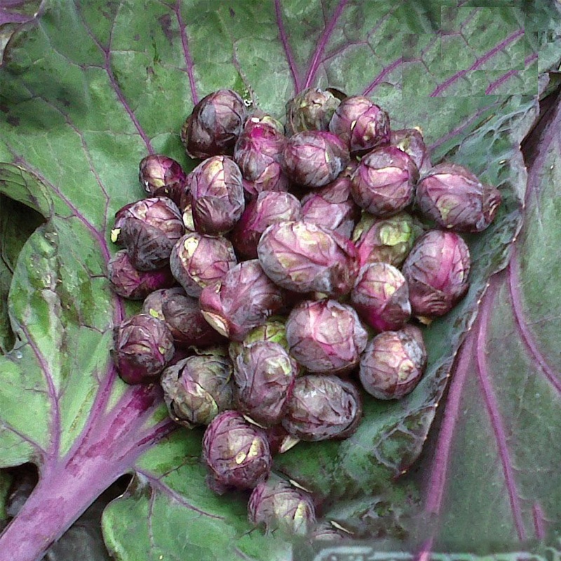 " Gói 50 "Hạt giống bắp cải tím mini ( bắp cải tí hon tím ) [Seeds]
