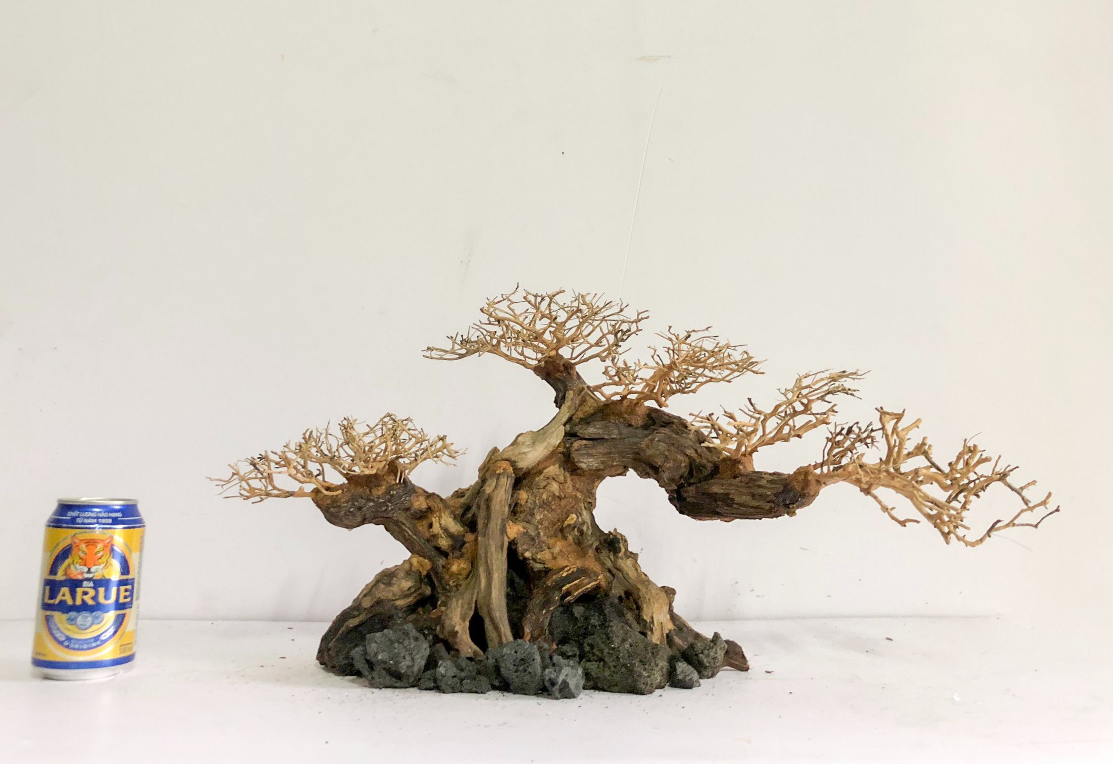 LŨA THUỶ SINH - Dáng Bonsai - Linh sam ghép tán xương